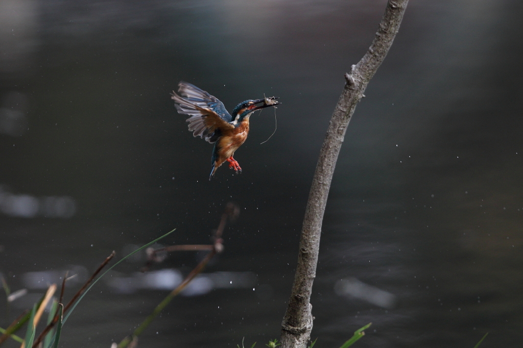 見てしまった！　その1