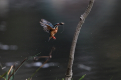 見てしまった！　その1