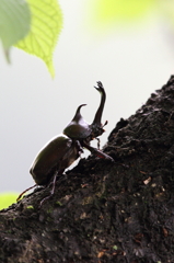 夏休みといえばカブトムシ・・・・・かな？