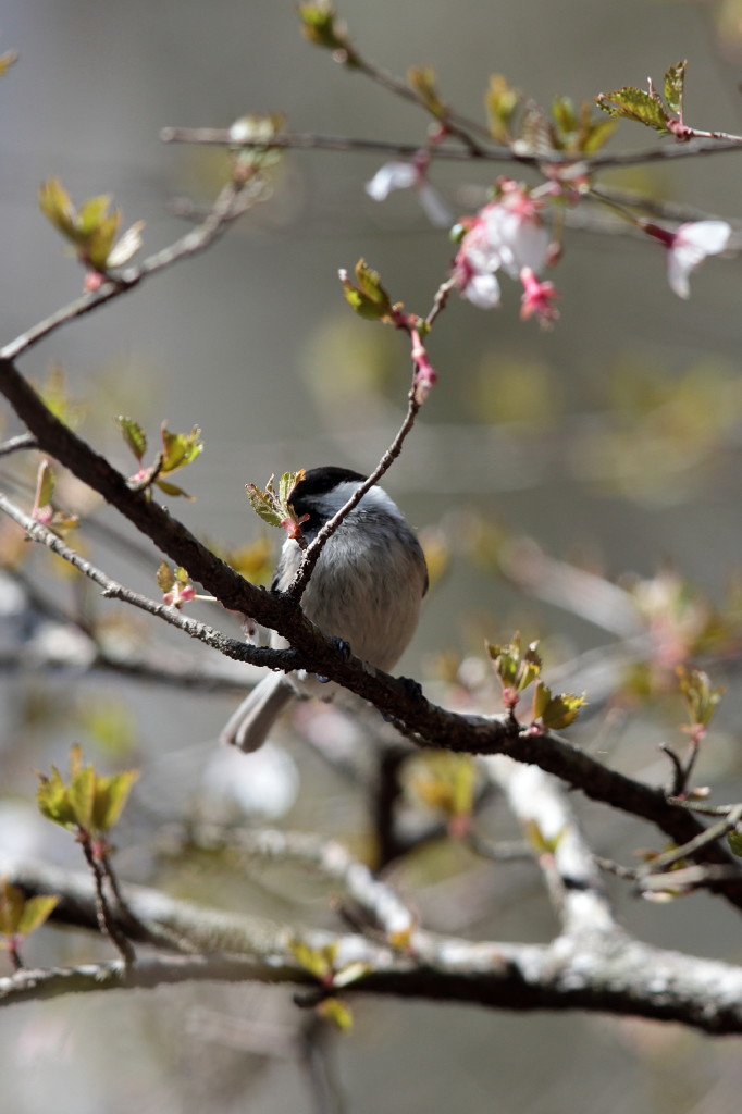 一応、桜絡みでしょうか。（笑）