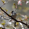 一応、桜絡みでしょうか。（笑）