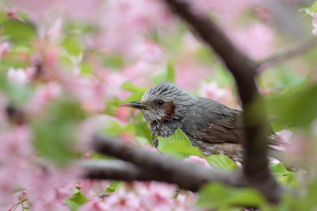 ヒヨの花見