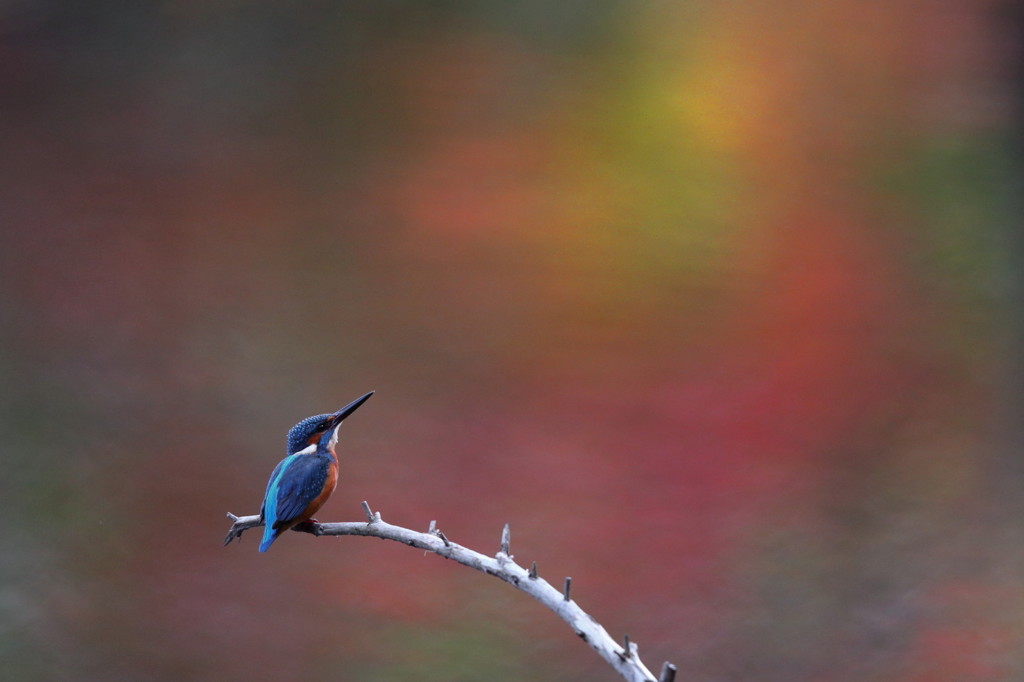 紅葉狩り