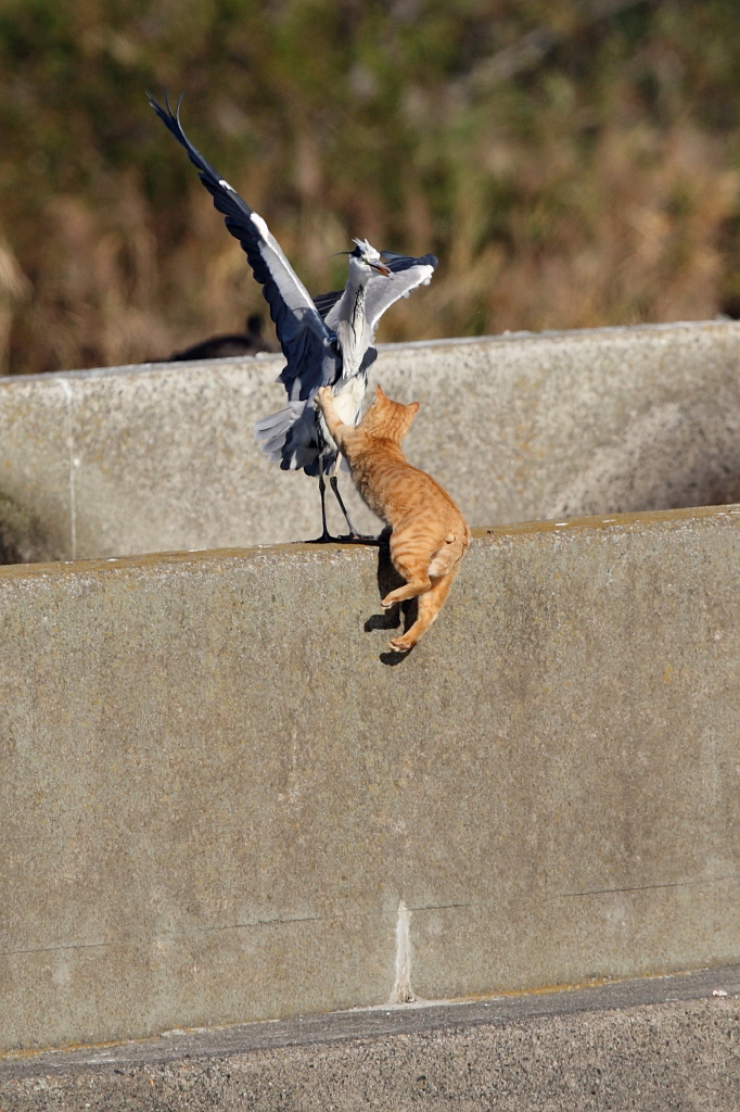 捕まえたっ！