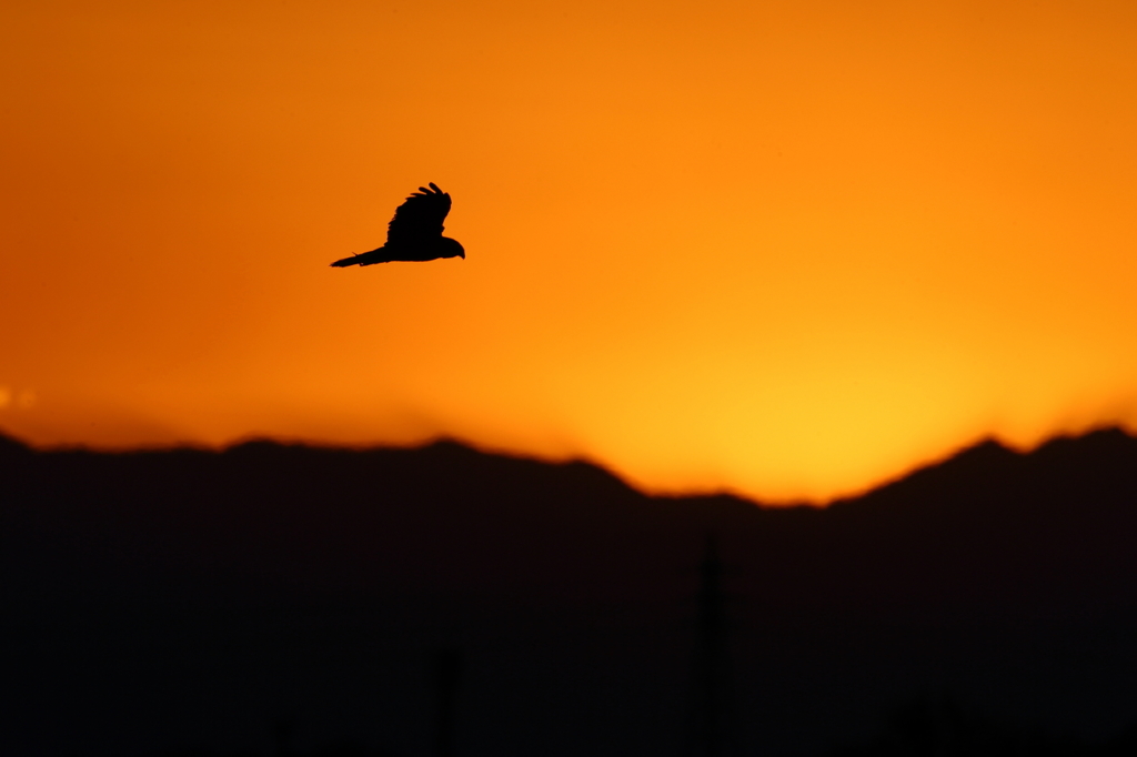 夕空に飛ぶ