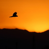 夕空に飛ぶ