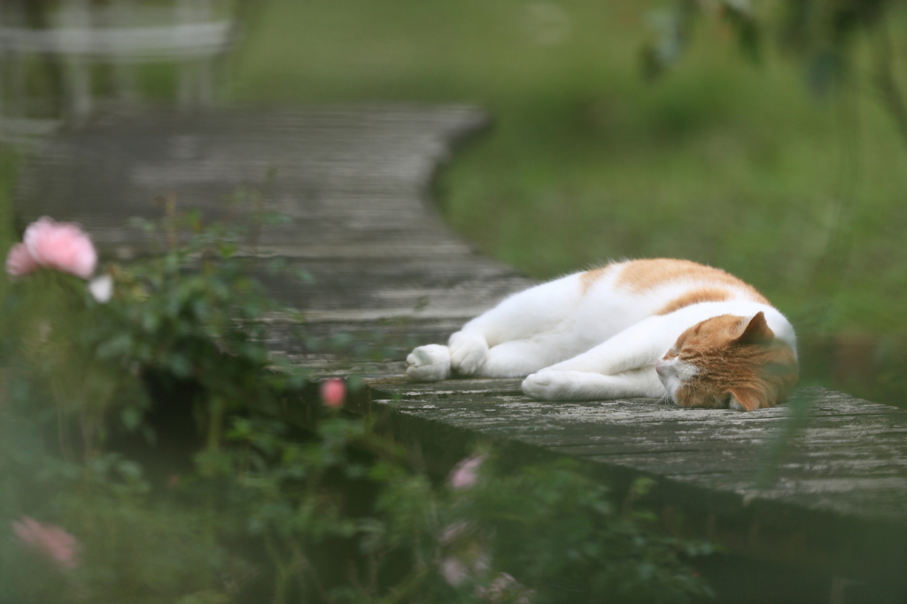 独り占め