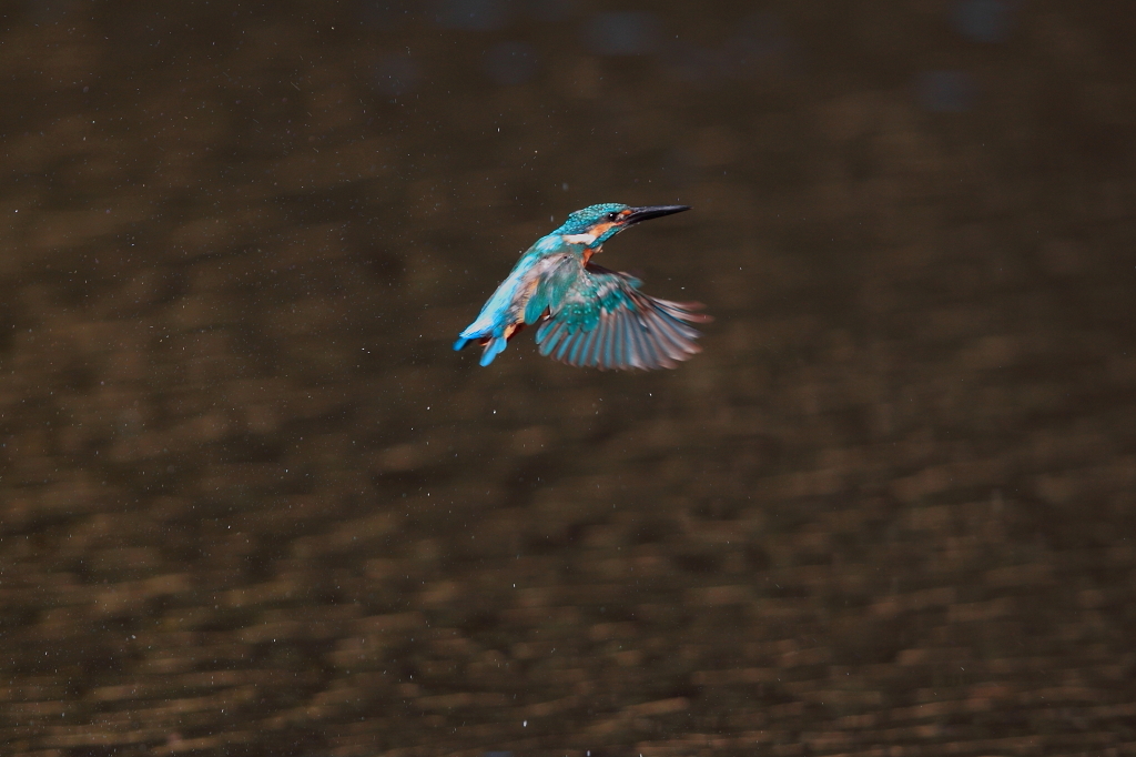 今日は散々ですね