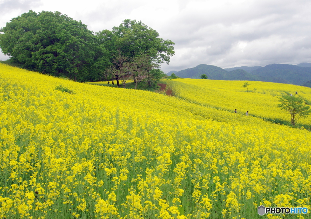 高原の菜の花畑
