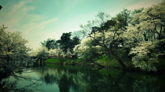 雪国の桜