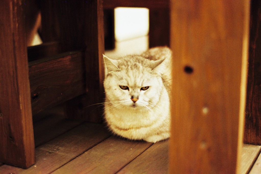 直島の猫