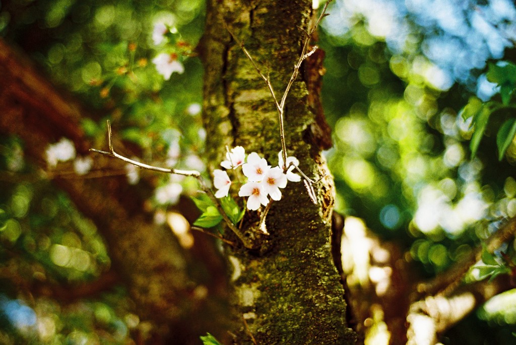 桜