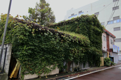 グリーンカバー