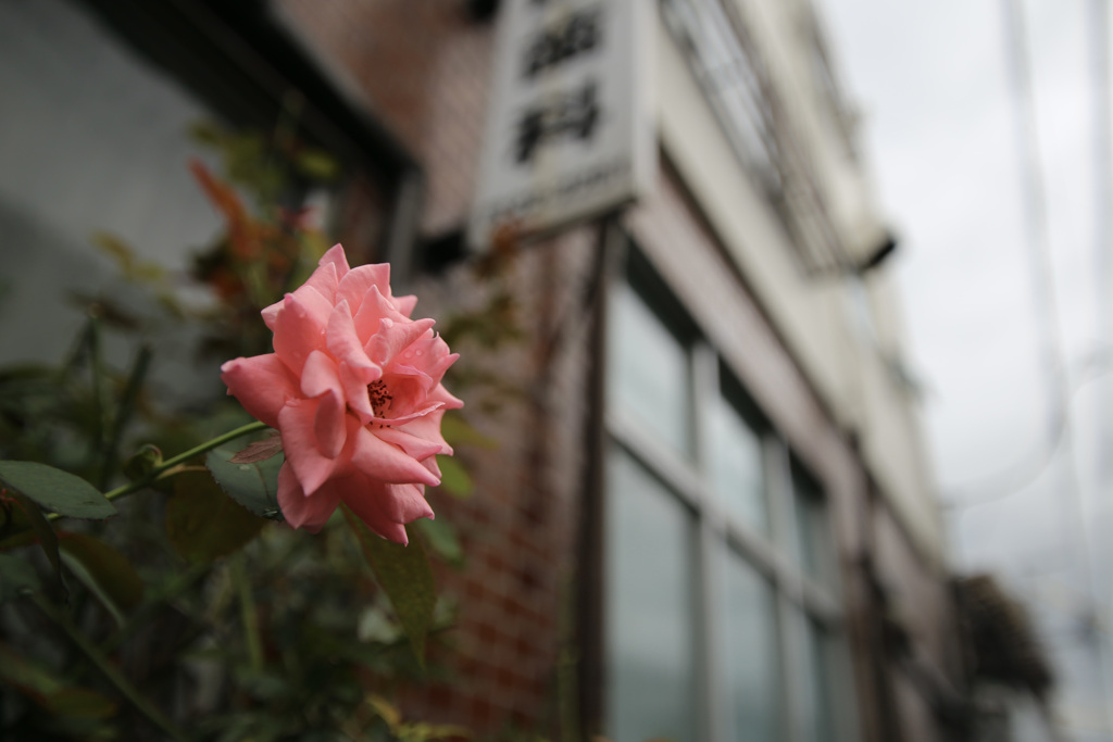 歯科の前に咲く