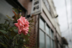 歯科の前に咲く