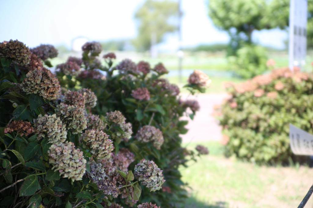 咲き終わった時期