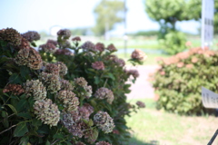 咲き終わった時期