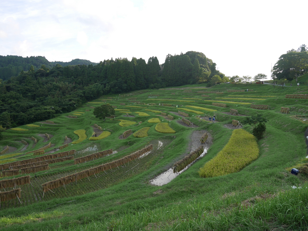 棚田