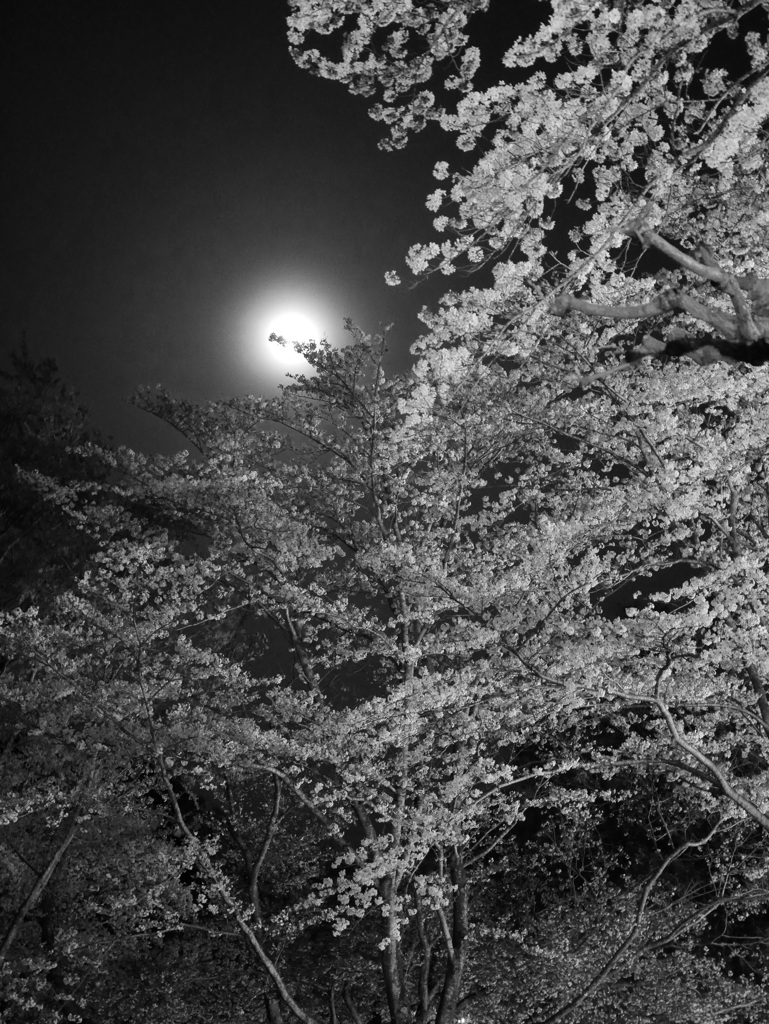 月下桜