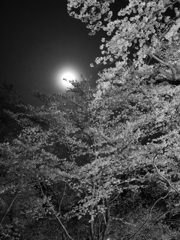 月下桜