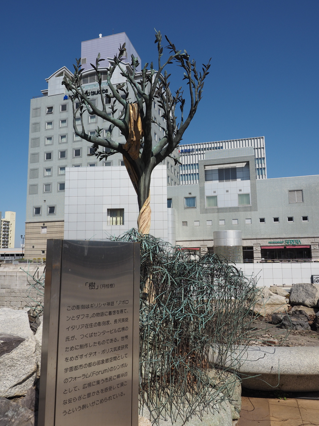 「樹」（月桂樹）