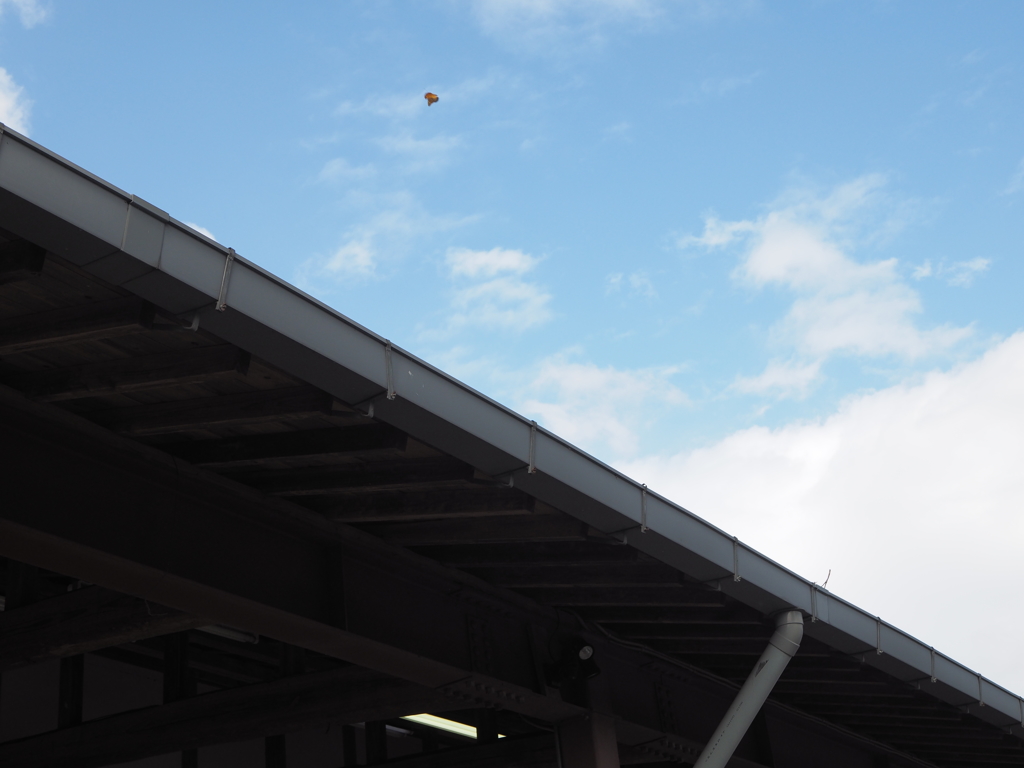 なんか翔んでる？