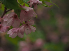 河津桜