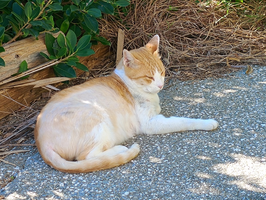 佐良浜港の猫