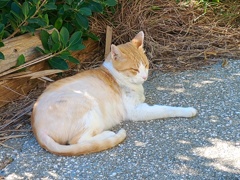 佐良浜港の猫