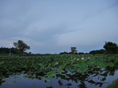 蓮の池