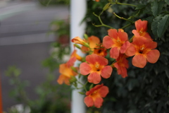 花はどこにでも