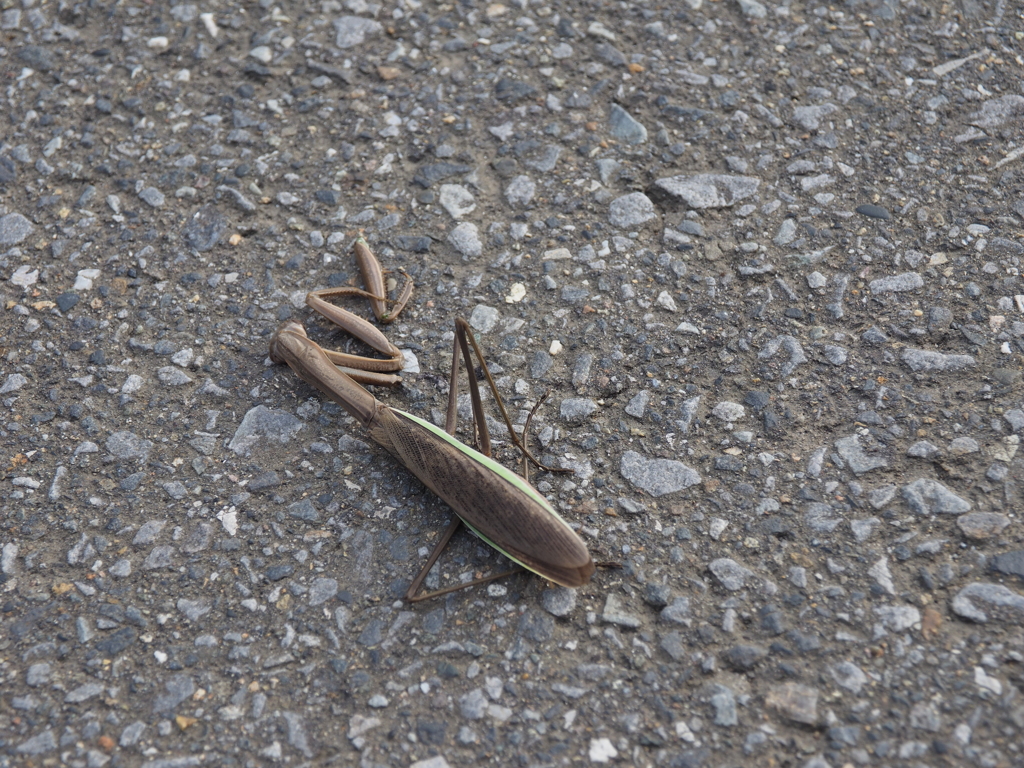 兵どもが夢の跡