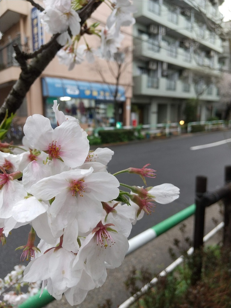 小さな桜の木