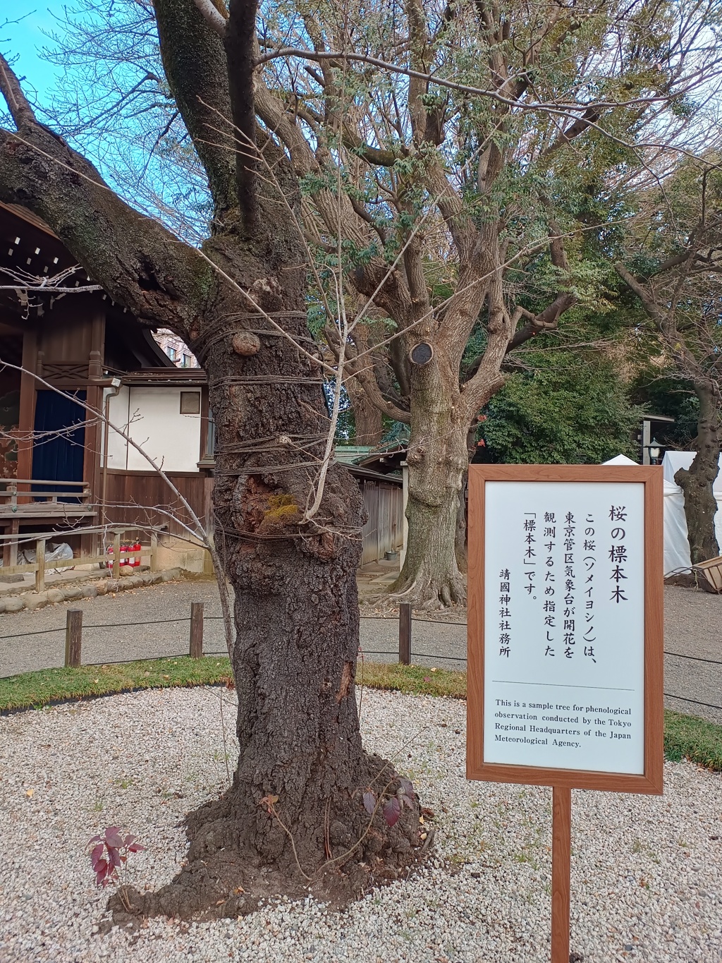 標本木