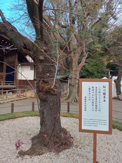 標本木