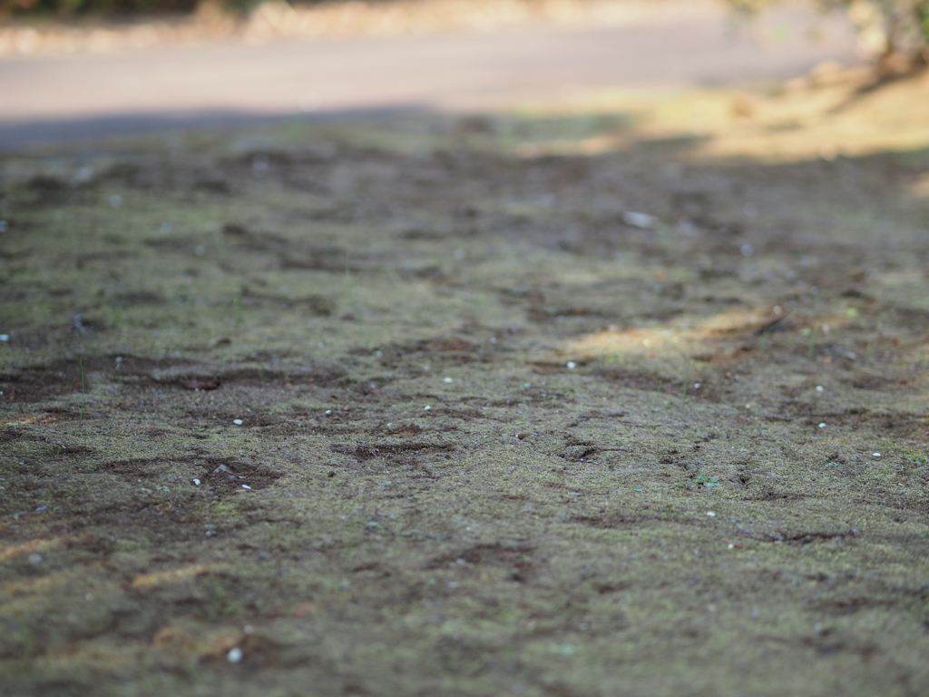 苔苔した地面