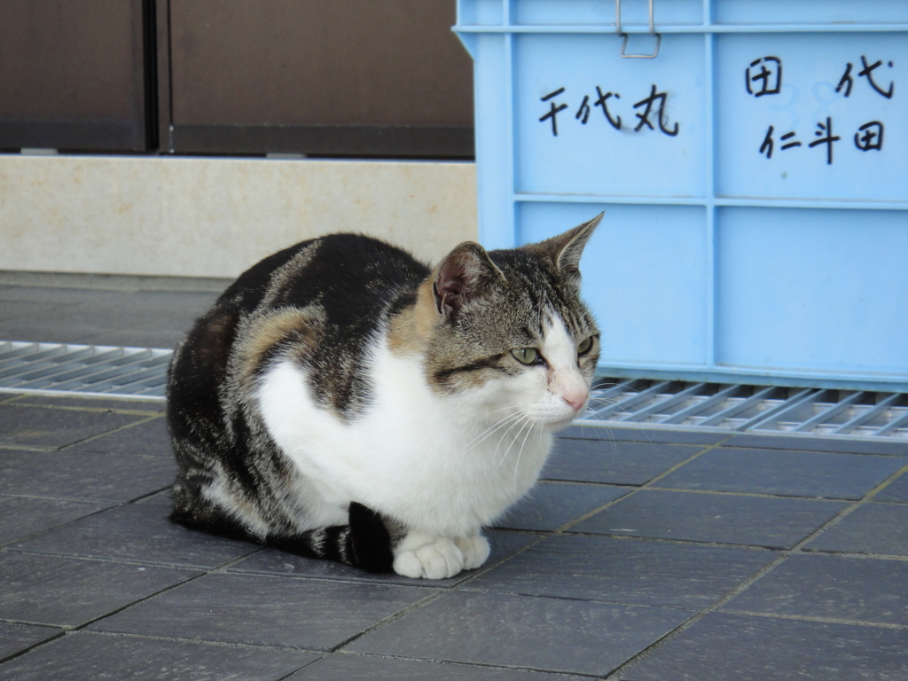 千代丸