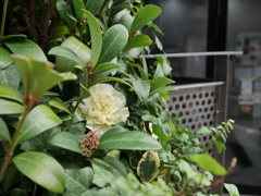 花には詳しくないもので