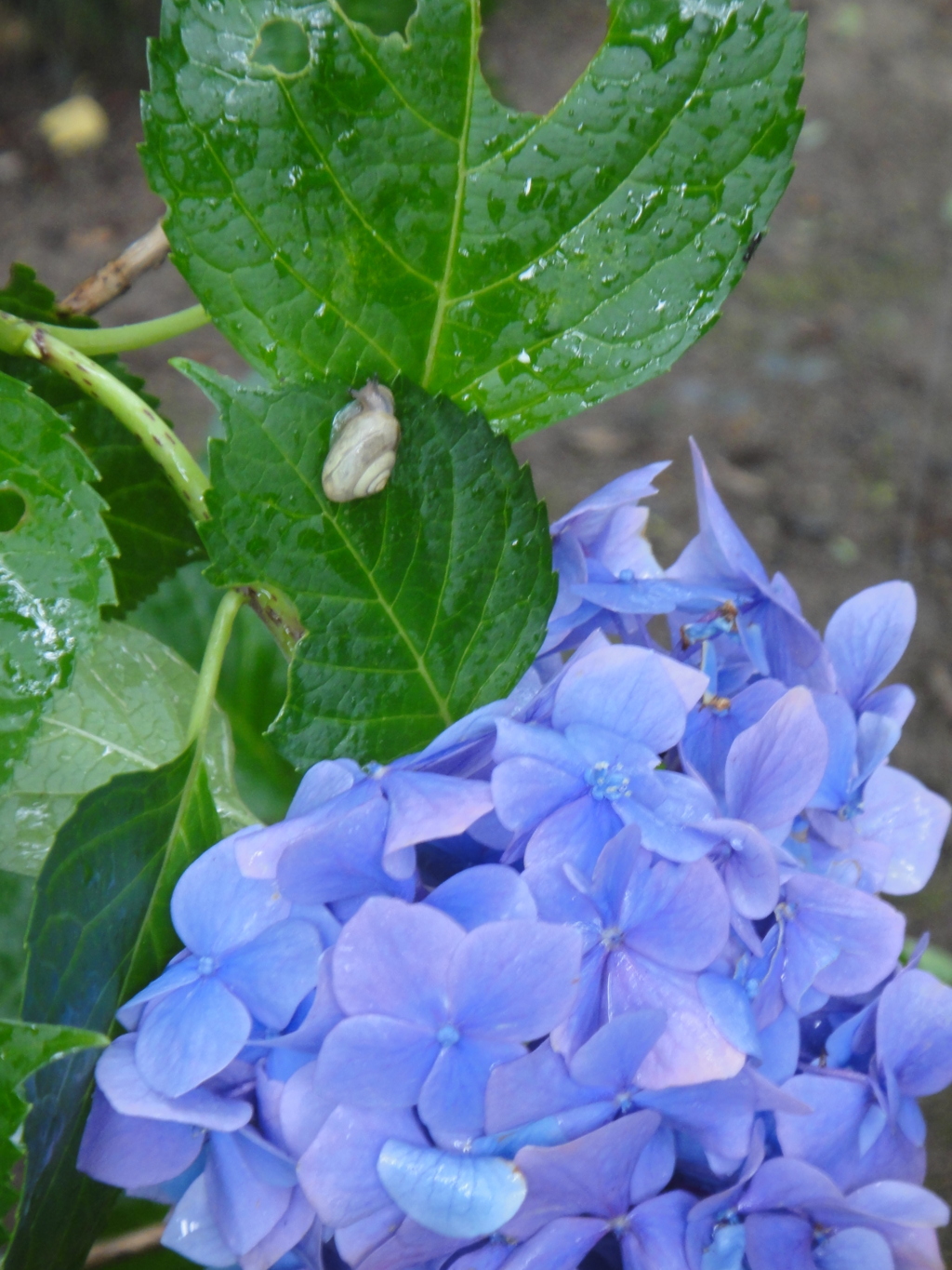 蝸牛と紫陽花