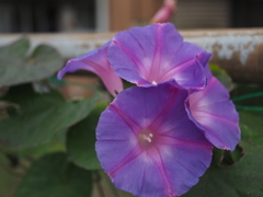 朝顔？ではないよな？