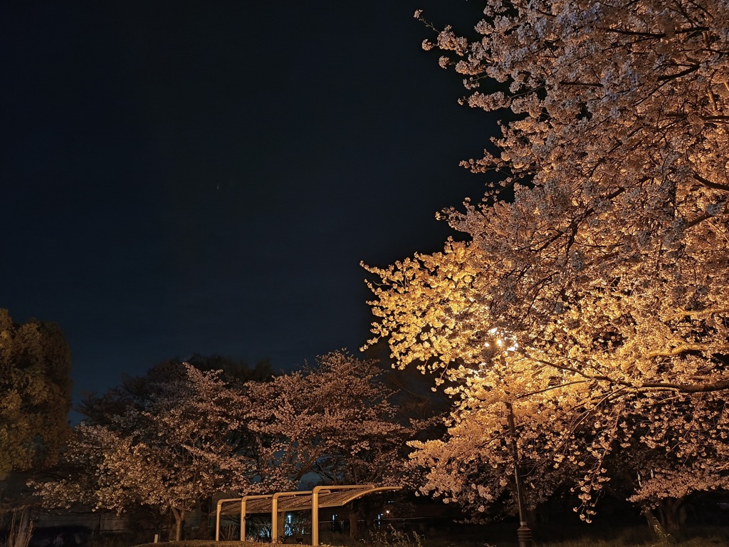 近所の桜