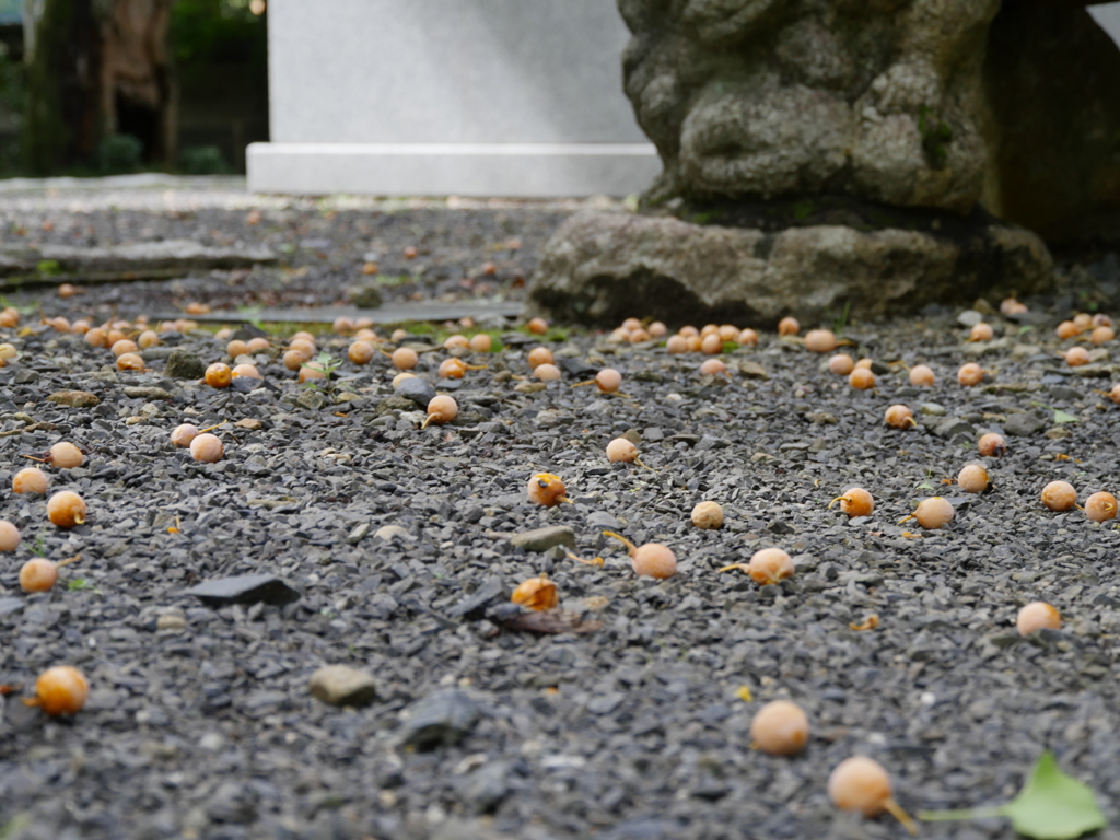 珍種（らしい）