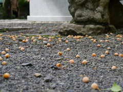 珍種（らしい）