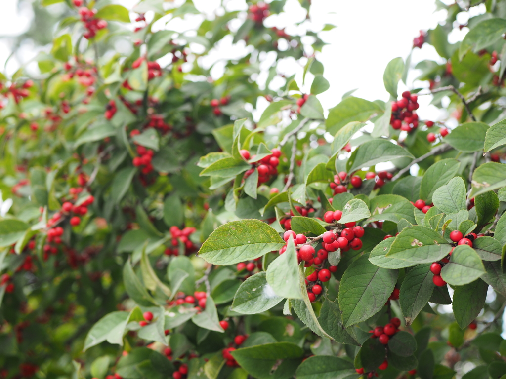 南天的ななにか