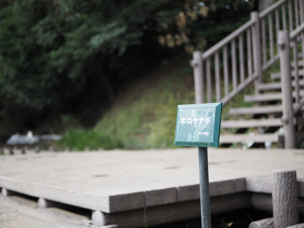 ボケテスト（ネコヤナギ）