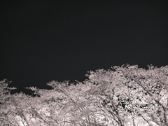 夜桜