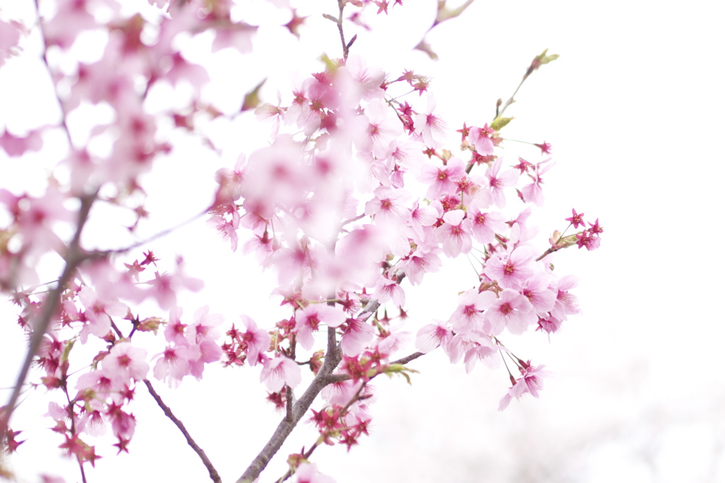 内蔵ストロボで