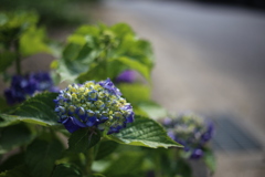 フルサイズのボケ