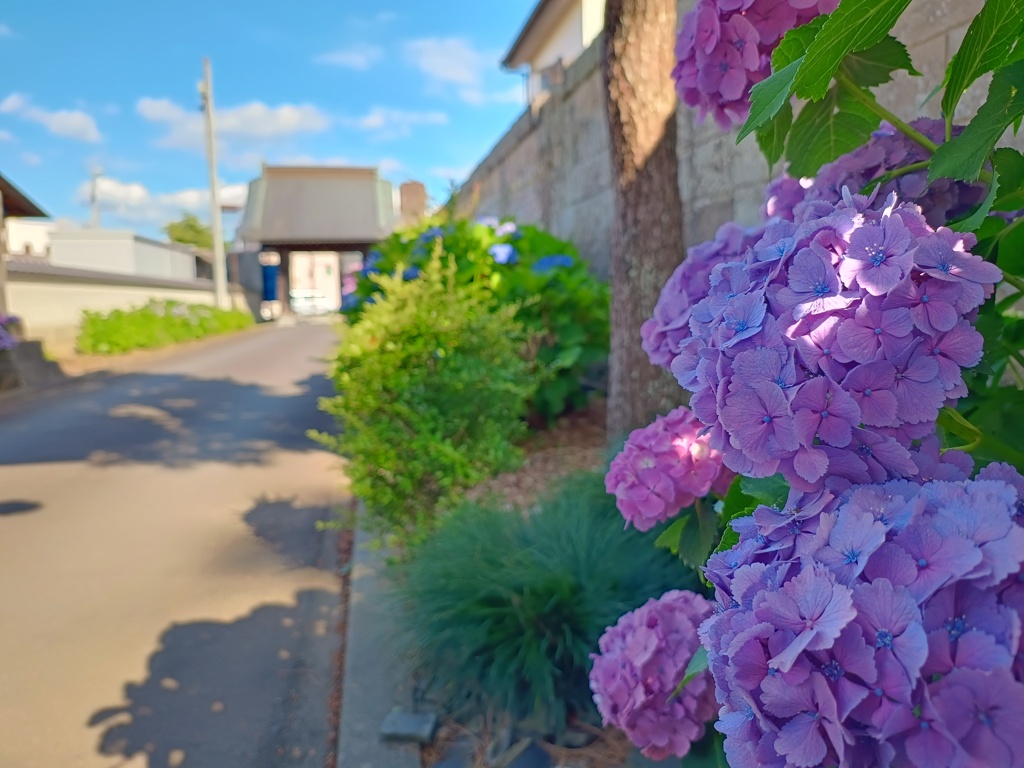 紫陽花