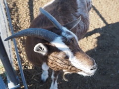 ツノって不思議